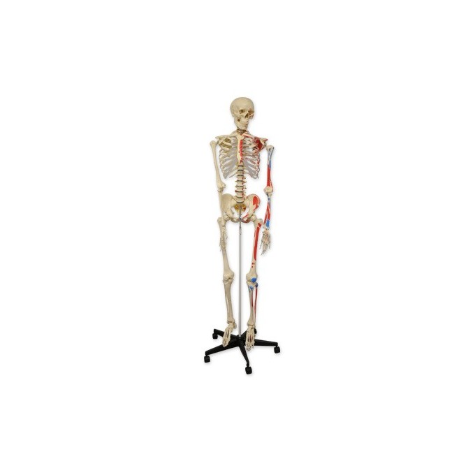 Esqueleto Humano con Arterias 180cm