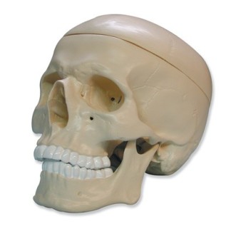 Cráneo y mandíbula