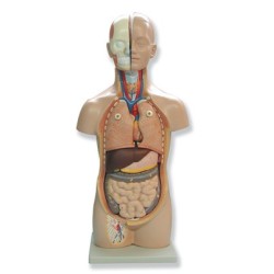Mini Torso Humano Anatómico | Modelo Anatómico Humano - Daselab