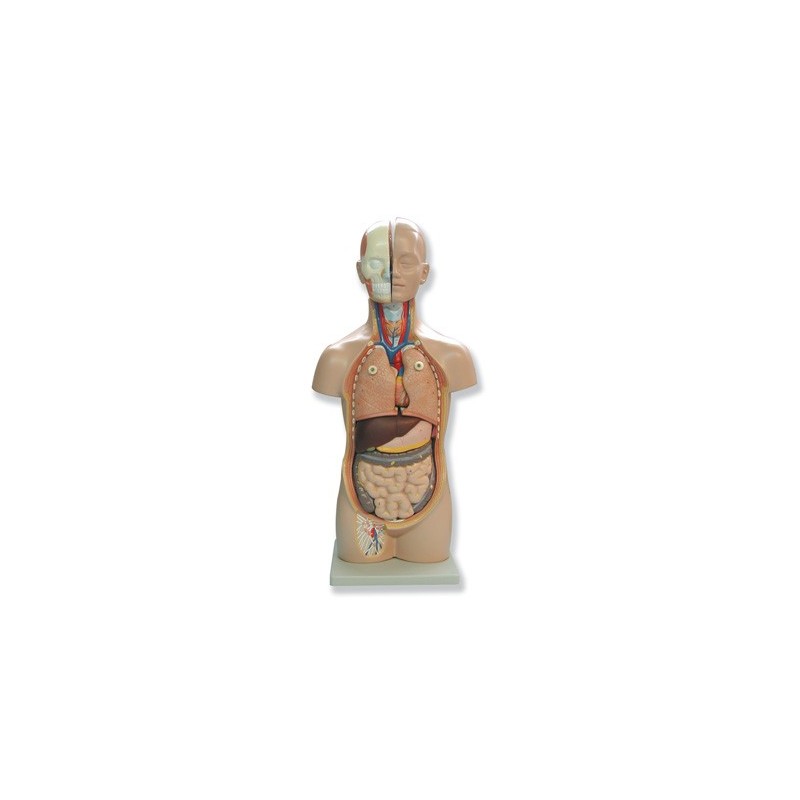 Mini Torso Humano Anatómico | Modelo Anatómico Humano - Daselab