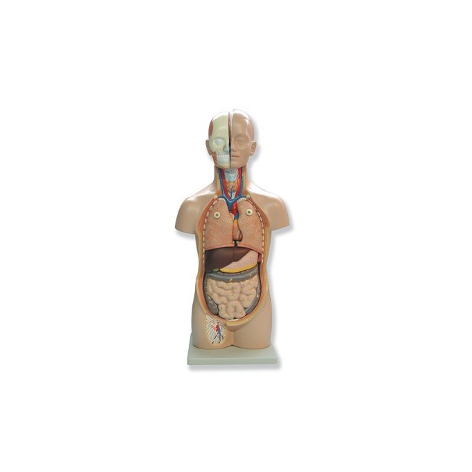 Mini Torso Humano Anatómico | Modelo Anatómico Humano - Daselab