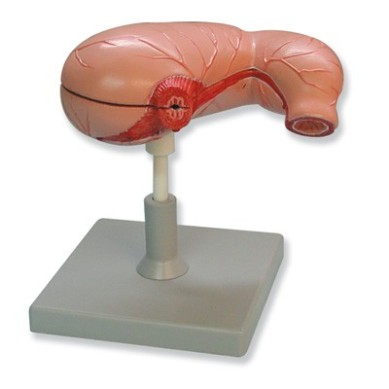 Modelo Anatonico Estómago