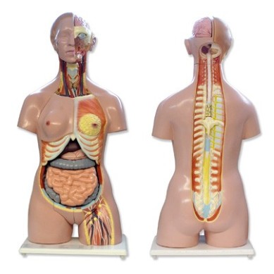 Torso humano bisexo, espalda abierta