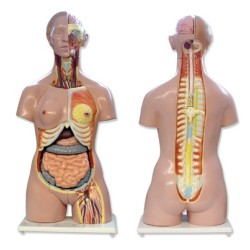 Torso humano bisexo, espalda abierta