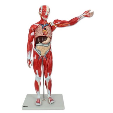 Cuerpo Humano con Musculos