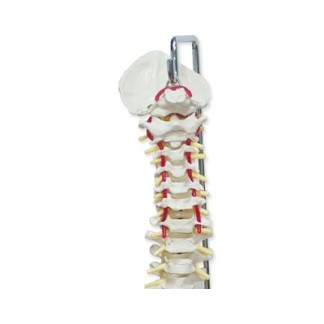 Columna vertebral flexible