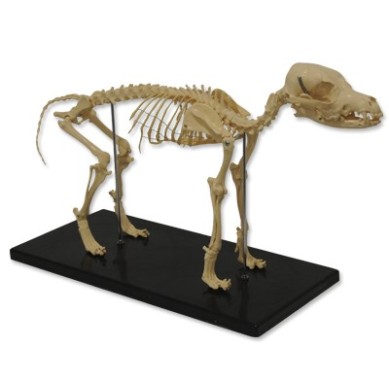 Esqueleto Perro
