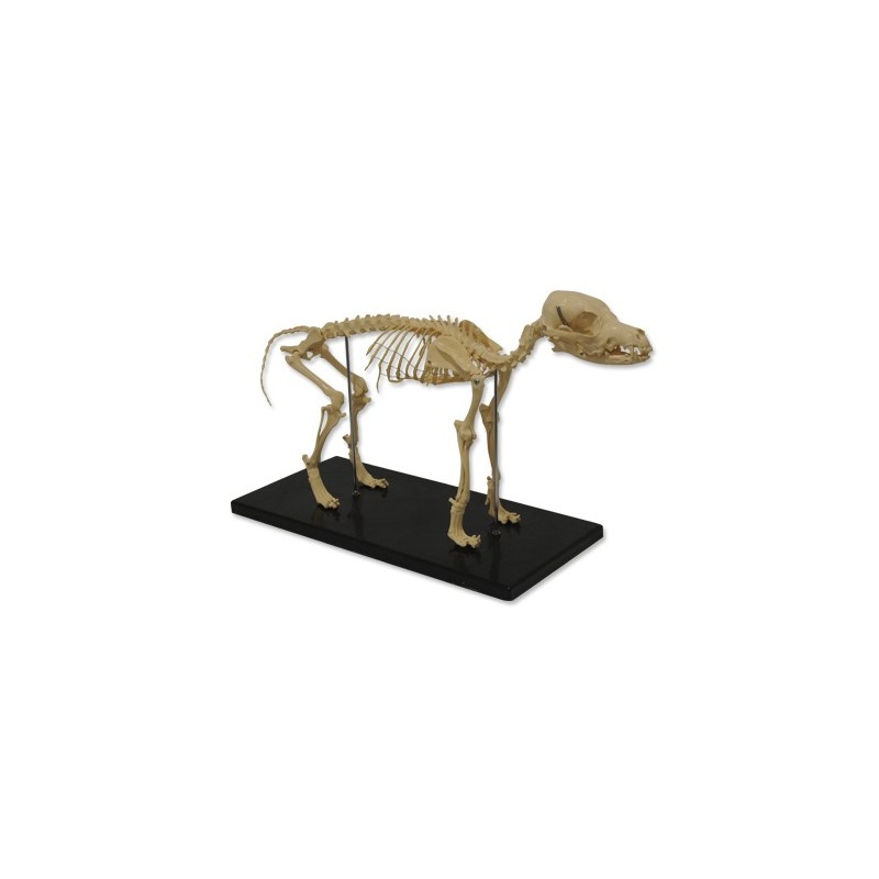 Esqueleto Perro