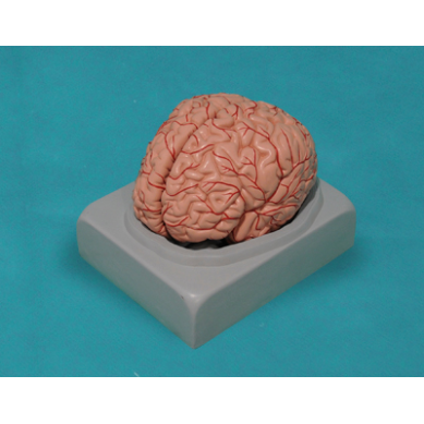 Cerebro humano, 2 partes