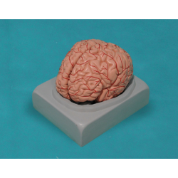 Cerebro humano, 2 partes