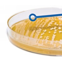 Microbiologia